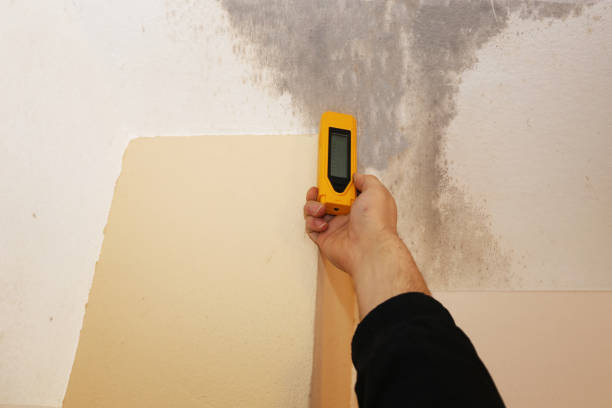 Best Water Damage & Mold Remediation  in Heeia, HI