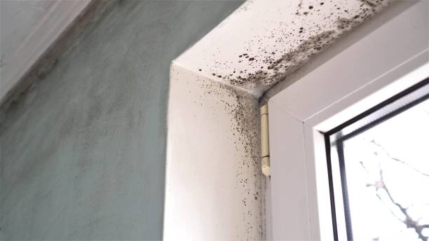 Best Mold Odor Removal Services  in Heeia, HI