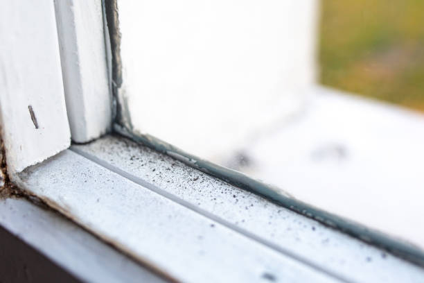 Reliable Heeia, HI Mold Removal Solutions