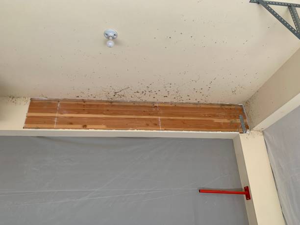 Best Attic Mold Removal  in Heeia, HI