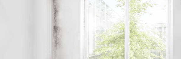 Best Mold Removal for HVAC Installations  in Heeia, HI