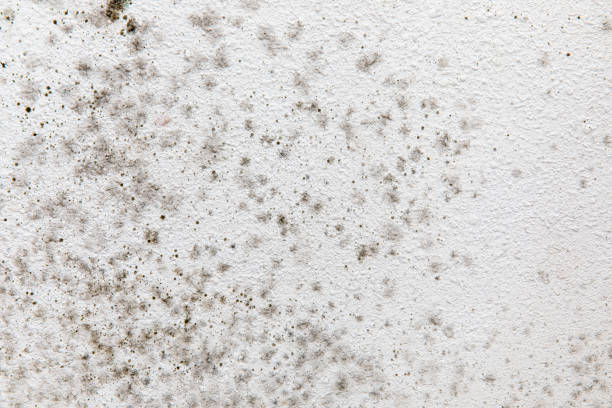 Best Biohazard Mold Removal  in Heeia, HI
