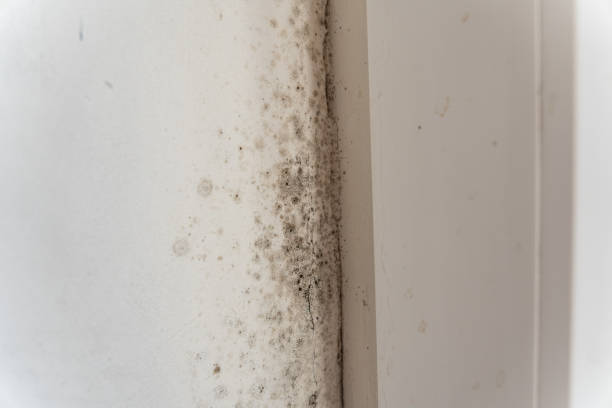 Best HVAC Mold Inspection and Cleaning  in Heeia, HI