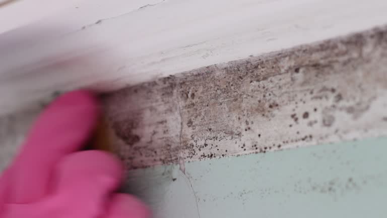 Best Commercial Mold Inspection  in Heeia, HI